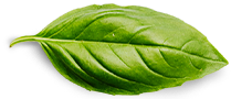 basil-leaf Contact mitra mulia